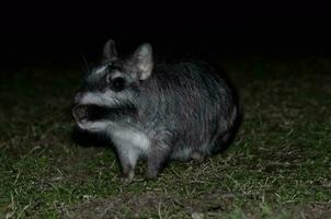 vizcacha , lagostomo máximo, el de la palma nacional parque , entre ríos provincia, argentina foto