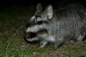 vizcacha , lagostomo máximo, el de la palma nacional parque , entre ríos provincia, argentina foto