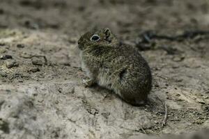 Desert Cavi, Lihue Calel National Park, La Pampa Province, Patagonia , Argentina photo