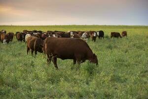 Cattle herd in the Pampas Countryside, Argentine meat production, La Pampa, Argentina. photo