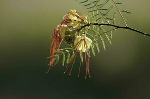 Wild flower in Patagonia, Caesalpinia gilliesii,  La Pampa, Argentina. photo