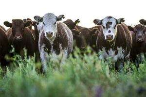 Cattle herd in the Pampas Countryside, Argentine meat production, La Pampa, Argentina. photo