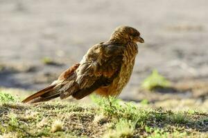 Caracara chimango portrait , La Pampa province, Patagonia , Argentina photo