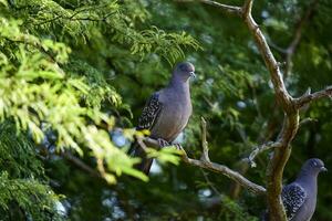 Spot winged Pigeon walking on the ground, La Pampa Province, Patagonia, Argentina. photo