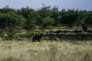 Red deer in La Pampa, Argentina, Parque Luro, Nature Reserve photo