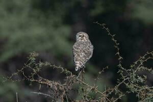 Burrowing Owl perched, La Pampa Province, Patagonia, Argentina. photo