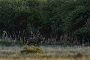 rojo ciervo en la pampa, argentina, parque luro, naturaleza reserva foto