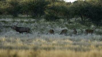 Red deer in La Pampa, Argentina, Parque Luro, Nature Reserve photo