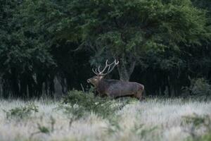 Red deer, Male roaring in La Pampa, Argentina, Parque Luro, Nature Reserve photo