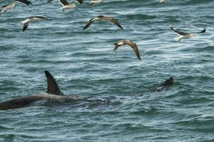 Orca attacking sea lions, Patagonia Argentina photo