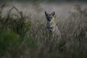 Fox in Pampas grassland , La Pampa province, Patagonia, Argentina. photo