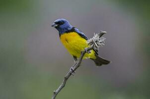 Blue and yellow tanager, Female, La Pampa Province, Patagonia, Argentina. photo