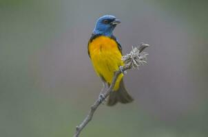 Blue and yellow tanager, Female, La Pampa Province, Patagonia, Argentina. photo