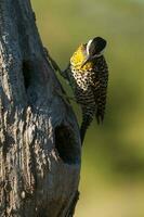 verde prohibido pájaro carpintero en bosque ambiente, la pampa provincia, Patagonia, argentina. foto