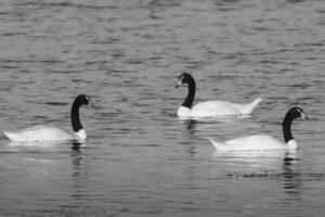 Black necked Swan swimming in a lagoon, La Pampa Province, Patagonia, Argentina. photo