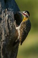 verde prohibido pájaro carpintero en bosque ambiente, la pampa provincia, Patagonia, argentina. foto