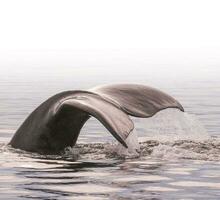 Whale tail in Peninsula Valdes,, Patagonia, Argentina photo