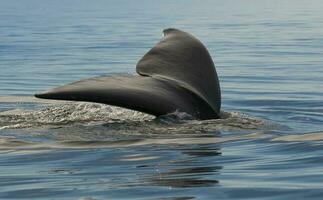 ballena cola en península Valdés, Patagonia, argentina foto