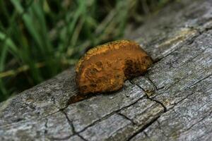 Orange fungus on the trunk of a tree, La Pampa Province, Patagonia, Argentina. photo