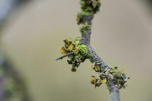 Lichens attached to a tree branch, La Pampa Province, Patagonia, Argentina. photo