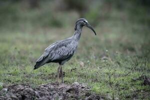 Plumbeous ibis,Theristicus caerulescens, Pantanal, Mato Grosso, Brazil. photo