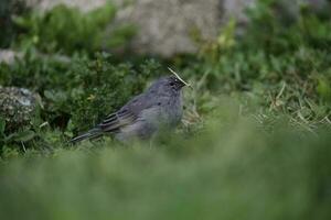 Plumbeous Sierra Finch, Quebrada del Condorito  National Park,Cordoba province, Argentina photo