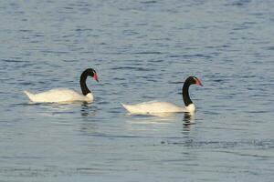 Black necked Swan swimming in a lagoon, La Pampa Province, Patagonia, Argentina. photo