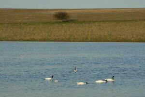 Black necked Swan swimming in a lagoon, La Pampa Province, Patagonia, Argentina. photo