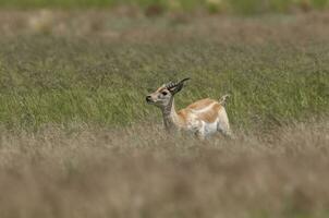 Blackbuck Antelope in Pampas plain environment, La Pampa province, Argentina photo