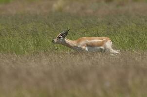 Blackbuck Antelope running in Pampas plain environment, La Pampa province, Argentina photo