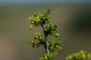 Plant in semi desertic environment, Calden forest, La Pampa Argentina photo