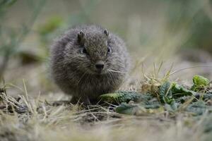 Desert Cavi, Lihue Calel National Park, La Pampa Province, Patagonia , Argentina photo