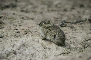 Desert Cavi, Lihue Calel National Park, La Pampa Province, Patagonia , Argentina photo