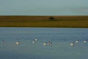 Black necked Swan swimming in a lagoon, La Pampa Province, Patagonia, Argentina. photo