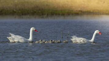 Coscoroba swans with chicks, La Pampa Province, Patagonia, Argentina. photo