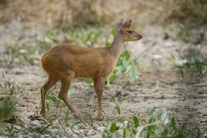 gris brocket, mazama gouazoubira, mato asqueroso, Brasil foto