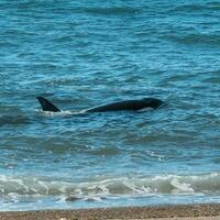 Orca hunting sea lions, Punta Norte Nature reserve, Peninsula Valdes, Patagonia Argentina photo