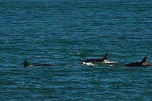 Orca hunting sea lions, Punta Norte Nature reserve, Peninsula Valdes, Patagonia Argentina photo