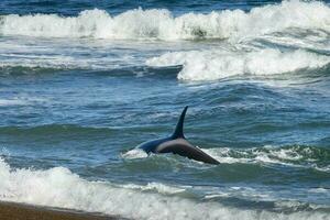 Orca hunting sea lions, Punta Norte Nature reserve, Peninsula Valdes, Patagonia Argentina photo