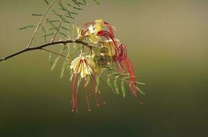 Wild flower in Patagonia, Caesalpinia gilliesii,  La Pampa, Argentina. photo