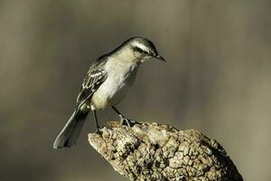 White banded mokingbird , La Pampa Province,  Patagonia forest, Argentina. photo