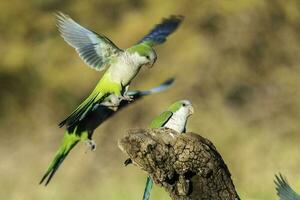 Parakeet perched on a branch of Calden , La Pampa, Patagonia, Argentina photo