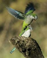 Parakeet perched on a branch of Calden , La Pampa, Patagonia, Argentina photo