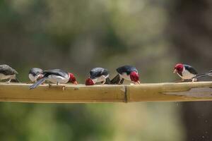 Yellow billed Cardinal,perched on a liana,Pantanal forest, Brazil photo