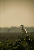 egretta alba, genial garceta, pantanal, mato asqueroso, Brasil. foto