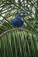 Hyacinth Macaw in  forest environment,Pantanal Forest, Mato Grosso, Brazil. photo