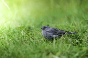 Plumbeous Sierra Finch, Quebrada del Condorito  National Park,Cordoba province, Argentina photo