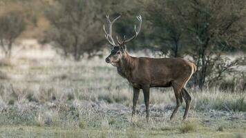 Male Red Deer, in rut season, La Pampa, Argentina photo