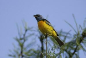 Blue and yellow tanager, Female, La Pampa Province, Patagonia, Argentina. photo