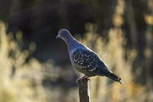 Spot winged Pigeon walking on the ground, La Pampa Province, Patagonia, Argentina. photo